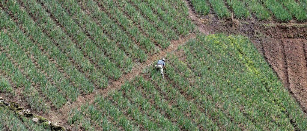 Agricultor en el sector del municipio de Palmita.